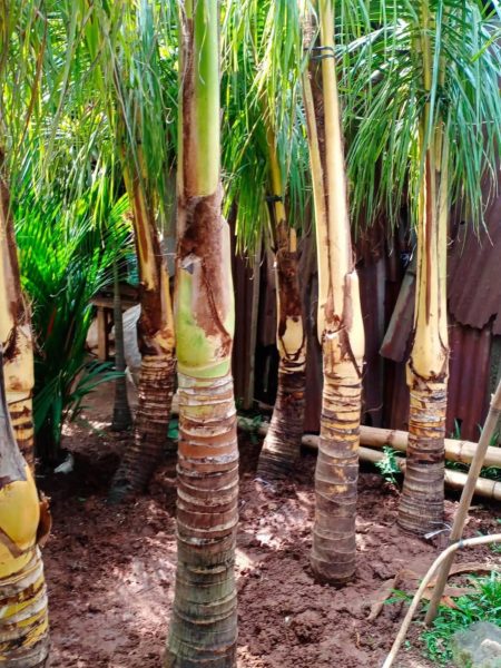 Kelapa Gading Kuning2